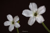 Pachypodium cf. eburneum x densiflorum Double Flower.jpg