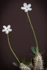 Pachypodium cf. ebuerneum x densiflorum_.jpg