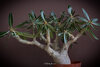 Pachypodium cactipes full.jpg