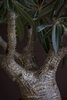Pachypodium cactipes 2.jpg