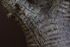 Pachypodium cactipes Macro 2.jpg