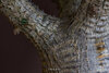 Pachypodium cactipes Macro.jpg