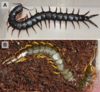 Scolopendra_cingulata_color_morphs.png