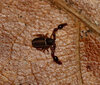 pseudoscorpion.jpg