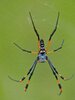 1200px-Banded_Golden_Orb-web_Spider_(Nephila_senegalensis)_(13928592686).jpg