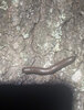 Unknown Milipede 4-7-21.jpg