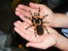 Tarantula pics 001.JPG