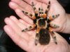 Tarantula pics 002.JPG