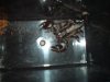inverts 012.jpg