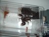 inverts 009.jpg