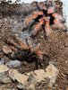 B. boehmei. JF molt.jpg