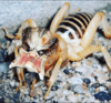 potatobug.png potatobug.png