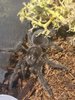 grammostola pulchra.jpg