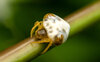 Bird Dung Spider-1.jpg