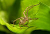 Huntsman in a leaf.jpg