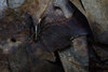 Wolf Spider Brown Leg.jpg