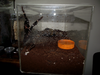 B. auratum enclosure2.png