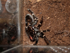 B. auratum injury2.png