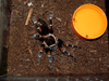 B. auratum injury3.png