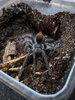 Phormictopus_sp_bayahibe-blue.jpeg