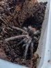 Phormictopus_sp_bayahibe-bronze.jpg
