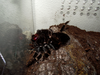 B. auratum injury5.png