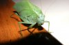 New York Pictures--katydid--scorpion 137_320x240.jpg