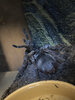 IMG_1724.jpeg