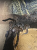 IMG_1727.jpeg