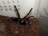 B. auratum injury7.png