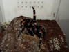 B. auratum injury8.png