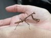 Carolina Mantis on Hand.jpg