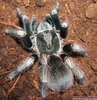 tarantula).jpg