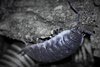 woodlice blu.jpg