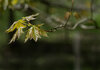 sugar maple leaves_-2.jpg