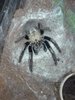 E. murinus 2.jpg