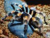 Brachypelma hamorii.jpg