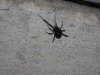 Spider.jpg