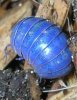 blue_pillbug.jpg