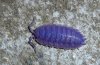 P1000806-2 blue isopod.jpg