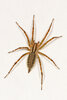 Grass_Spider_-_Agelenopsis_species_possibly_pennsylvanica_,_Vernon,_British_Columbia.jpg