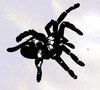 spidersworld.eu.jpg