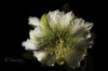 Cereus for AB- WM-1477.jpg