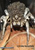 Lycosa tarantula01.JPG