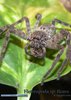 Heteropoda flores01.jpg