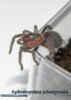 Aphonopelma johnnycashi01.jpg