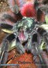 Caribena versicolor01.jpg