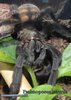 Psalmopoeus irminia01.jpg