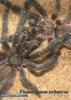 Psalmopoeus reduncus01.jpg