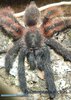 Psalmopoeus victori01.jpg